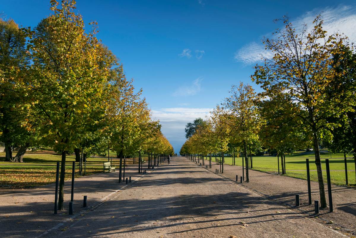 Baumbestand und Stadtklima in Karlsruhe — warum jeder Baum z