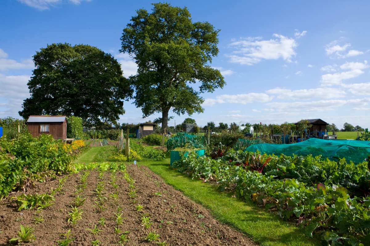 Gartengrundstück kaufen oder pachten in Karlsruhe – was pass