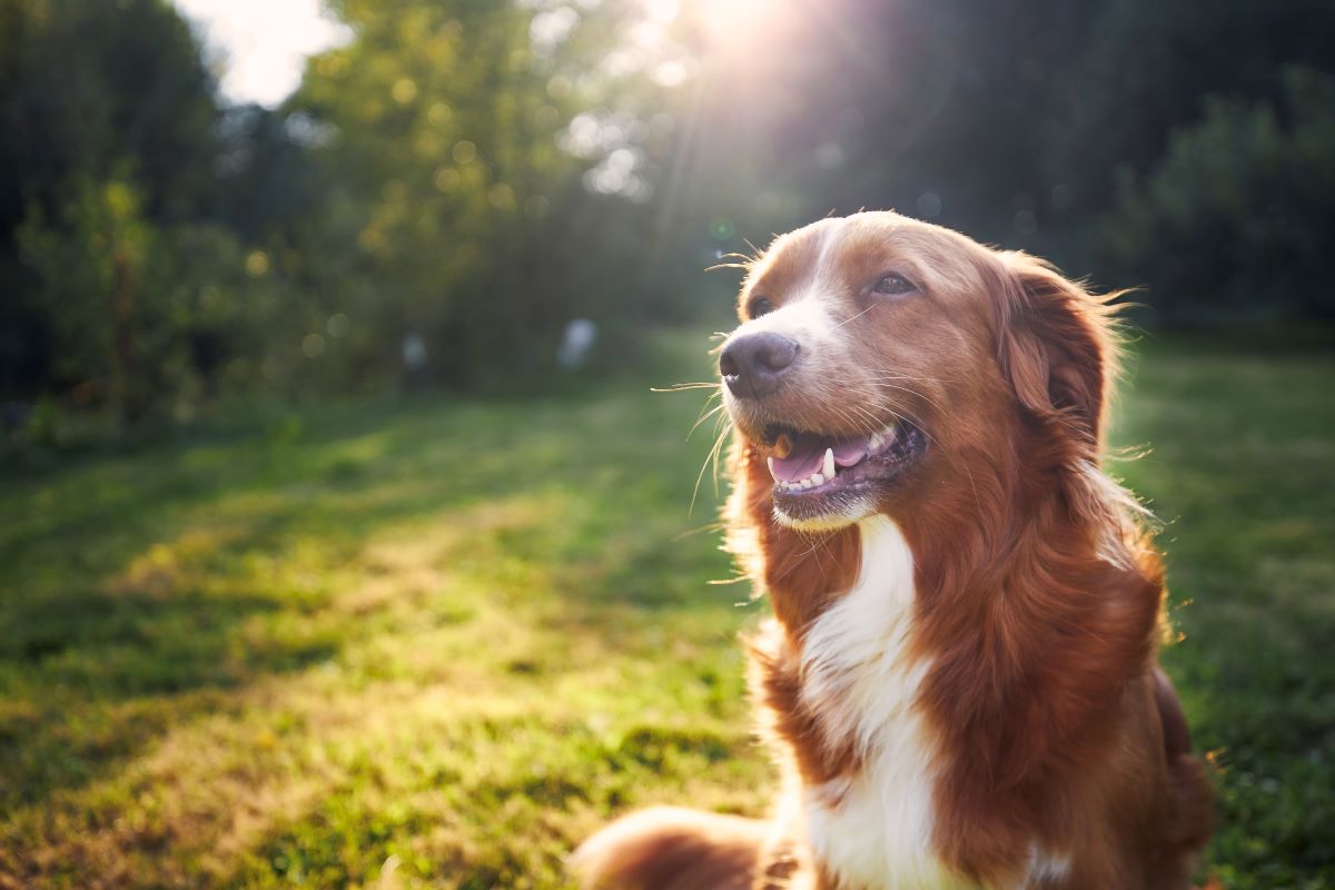 Hund vermisst Karlsruhe — erste Schritte zur Suche