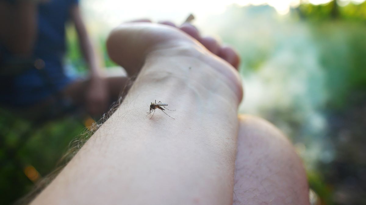 Insektenstiche in Karlsruhe: Erste Hilfe, richtige Behandlun
