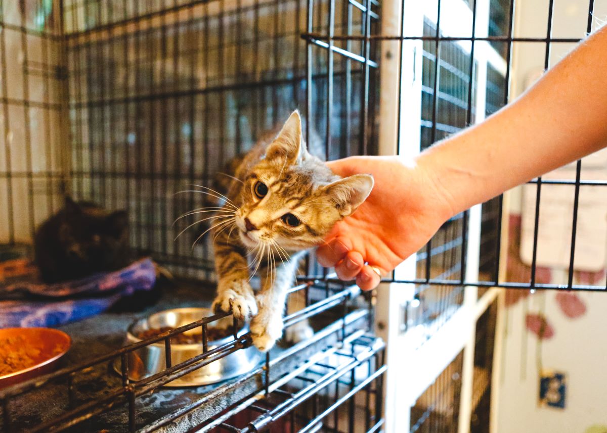 Katze mikrochippen Karlsruhe — Anleitung & Tipps