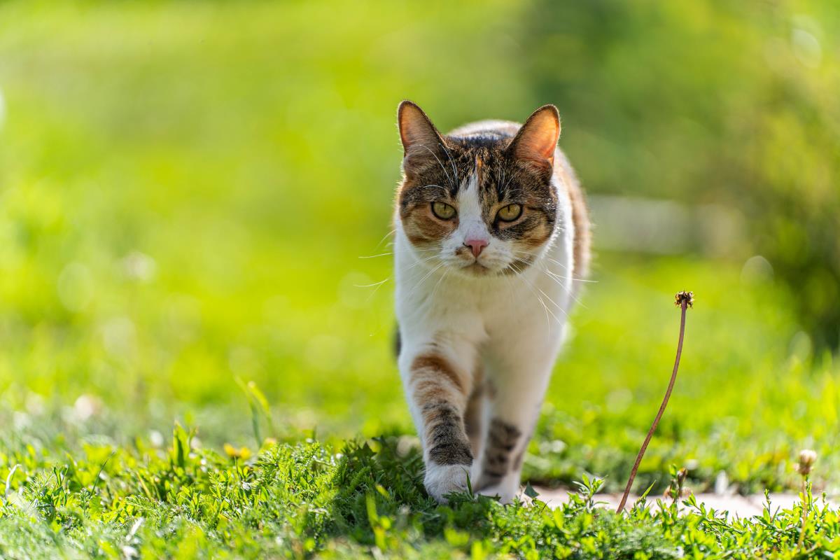 Katze freilaufend in Karlsruhe — Rechte und Pflichten des Ha