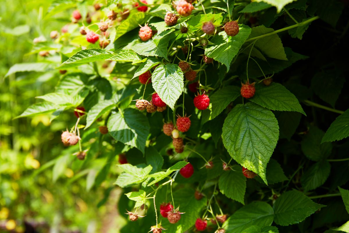 Streuobstwiese mit Hecke einfrieden in Karlsruhe — was ist e