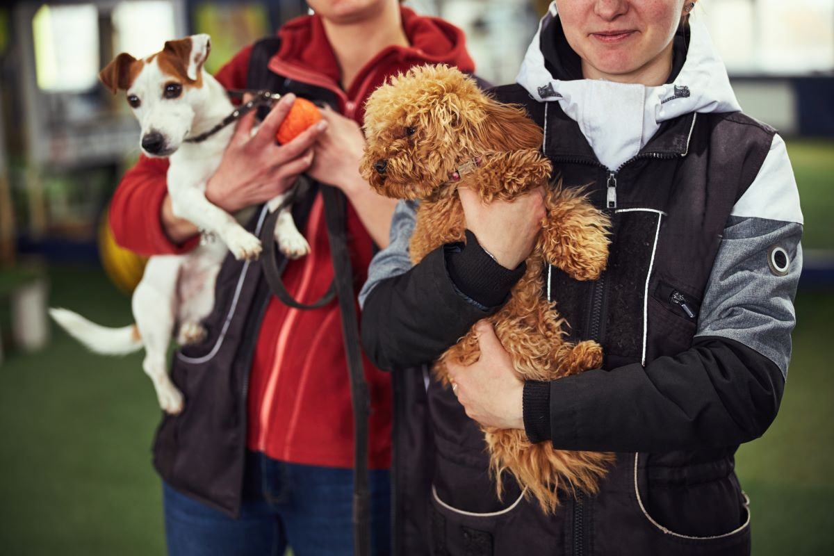 Tier adoptieren statt kaufen – Tierheim Karlsruhe