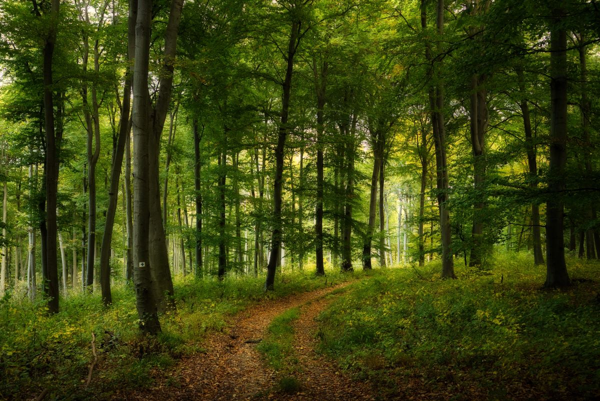 Wald-Ausflug mit Kindern in Karlsruhe — was ist erlaubt und 